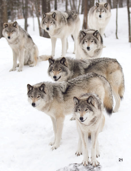 Gray Wolf: Fascinating Animal Facts for Kids (This Incredible Planet)