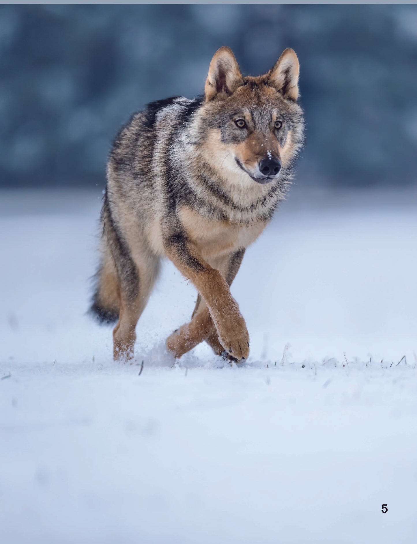 Gray Wolf: Fascinating Animal Facts for Kids (This Incredible Planet)